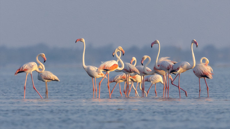 6773-Beautiful Light on Flamingos