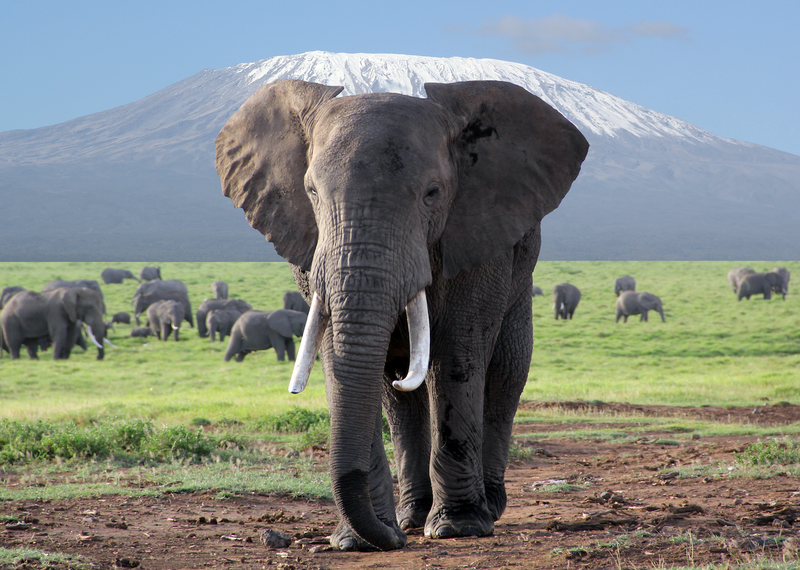 0205-Kenya - Elephant Mountain