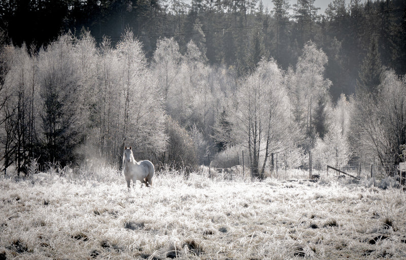 6356-Sweden Lone White Horse